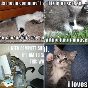 Funny cat pictures