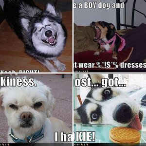 lolcats/dogs