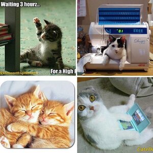 My Friends as Kittens. VM me if you want a pic of you as a kitty :P