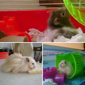 MY ADORABLE PET HAMSTERS!!!! :)
