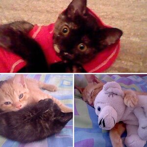 My real Nekos