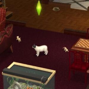 2 Kittens!