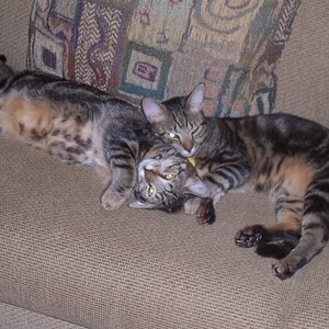 My cats Brady & Bubba