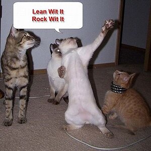 funny dancing cats