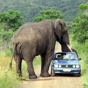 Elephant Vs. Car