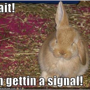 funny pictures bunny rabbit antennae7