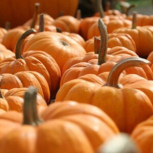 Pumpkin patch~