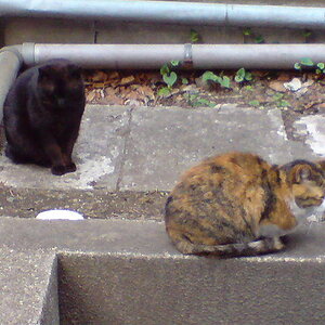 Mayuge and Obasan, the university cats