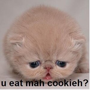 sad cookie kitty