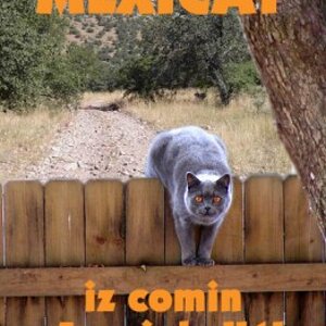 mexicat