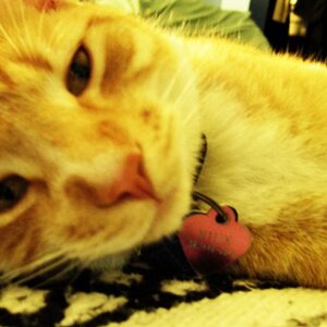 My cat, Niun.