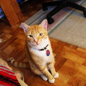 Another picture of my cat, Niun.