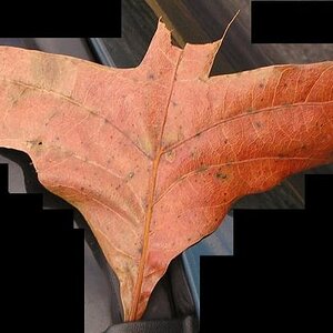 Da-na-na-na-na-na-na-na-na-na-na-na...  Bat-Leaf!