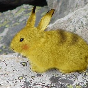 Real Pikachu? No...

Not made by me.