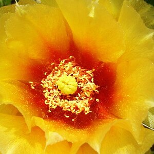 prickly pear blooming