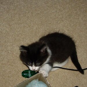 Felix destroying my pen-holder at 2 months.