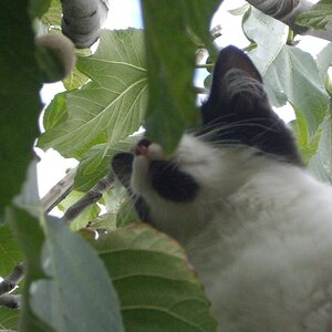 Felix getting himself up a tree at 7 months.
(why do cats always do that?)