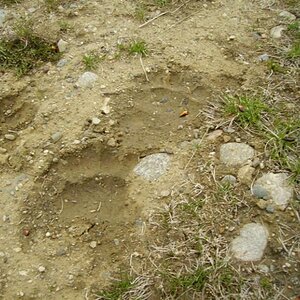 A bear's footprints in the mud on the trail.