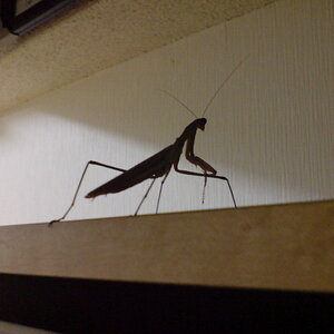 Random mantis encountered at dorm