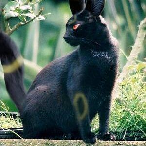 Umbreon