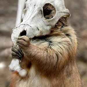 cubone