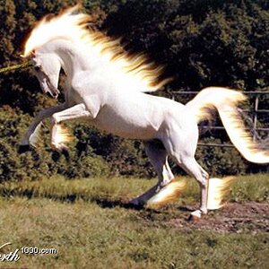 rapidash