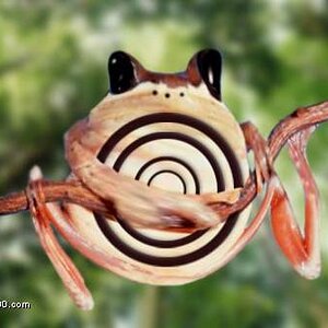 poliwhirl