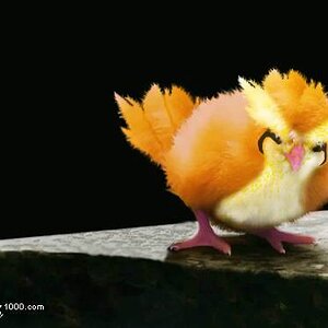 pidgey
