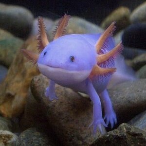 mudkip