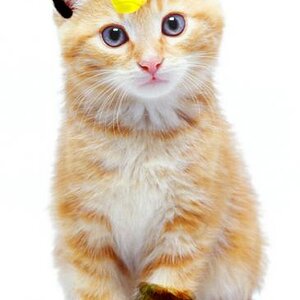 meowth