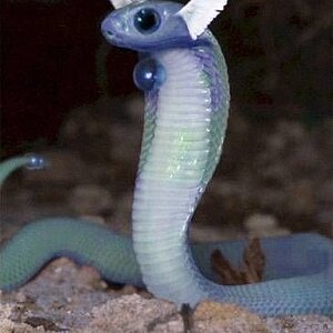 Dragonair