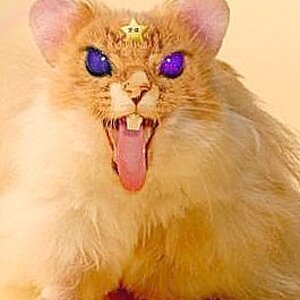 raticate