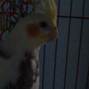 Cody in his cage

June 10, 2008

This is what happens when you are a bad bird and you bite...granted he's only one month old in this picture...

we ha