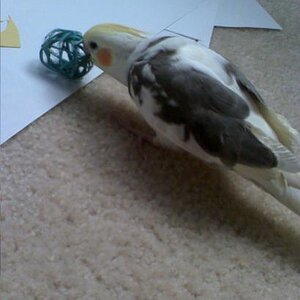 Cody playing with his ball

August 29, 2008

Cody likes to chew on his little wicker ball! The only problem is that he does it while i'm drawing... He
