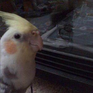 Cody likes mark martin too!

August 29, 2008

Cody was pecking at the glass trying to get at my Mark Martin models and diecasts and whatnot.

He's wea
