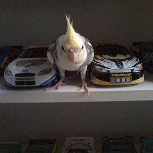 Cody and my diecasts

August 29, 2008

Cody decided to pounce me... from the second to the top shelf of my diecast display...a good three feet up. He'