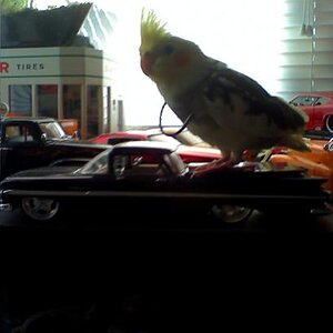 Cody in the dawn

August 29, 2008

Cody knows how to ride in style, as seen here sitting upon my thirty dollar El Camino model. Cody asserted himself 