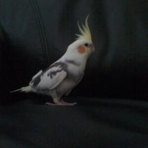 Cody

March 25, 2009

So here he is, nine or so months old.

He is really becoming a good boy!

I love this little bird dearly, and hope to have him f