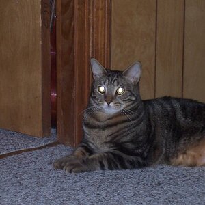 Bubba recently. Now he's chubby and adorable. X3