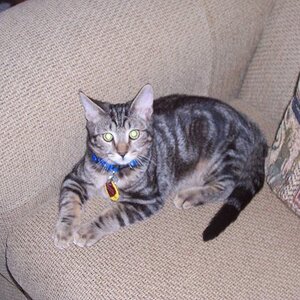 Bubba, when he was a little kitten. :3