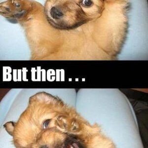 Naw puppy
