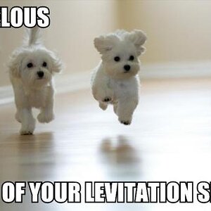 levitation puppy