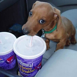 dog drinking soda