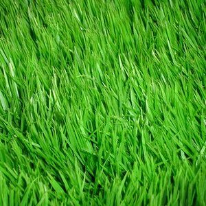 Grass