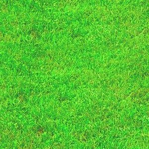 Grass.