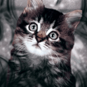 Oh my gosh it's the Dark Knight! *runs* Oh wait it's just a...Dark Cat! xD