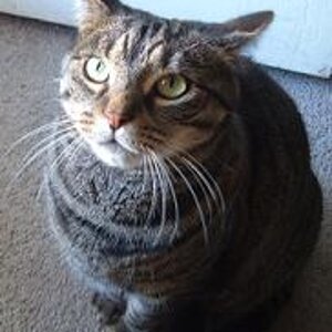 My cat, Bandit