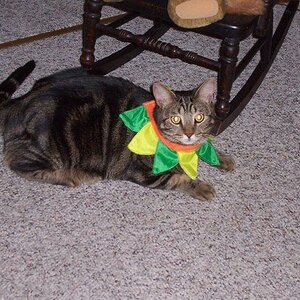 Bubba on Halloween. He was my flower. :3