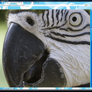 Eye spy Netto Azure, Mr. Parrot.