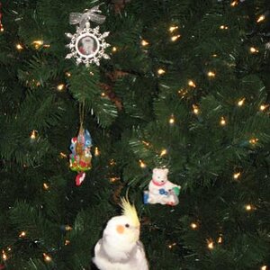 Cody's First Christmas

December 25, 2008

Cody sitting below the tree on Christmas morning! He's eagarly awaiting his presents!